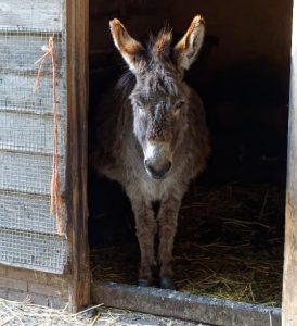 Lees meer over het artikel Nieuwe bewoner bij dierenkamp Ruisseveen